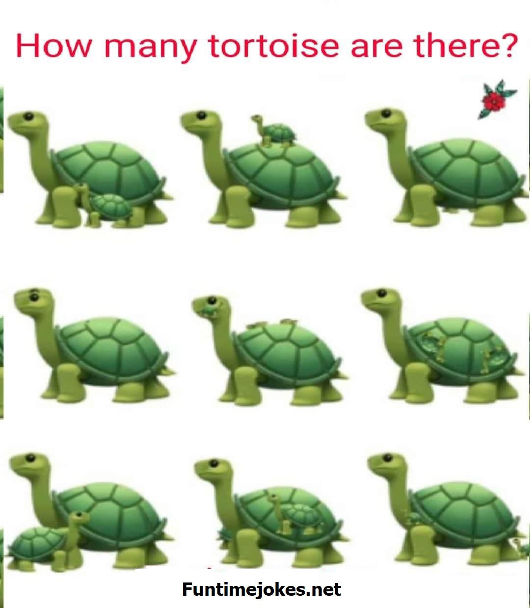 how many tortoises are there puzzle