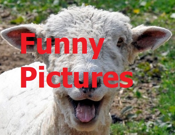 Funny Pictures and Jokes